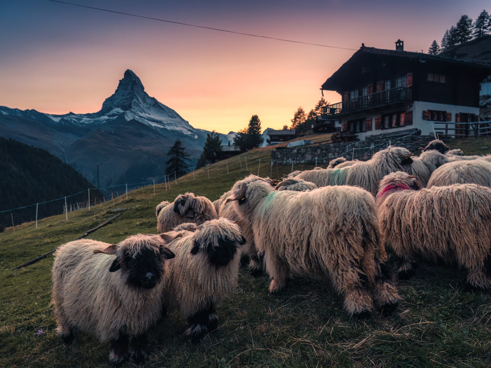 Chalet valaisan et moutons nez-noir face au Cervin